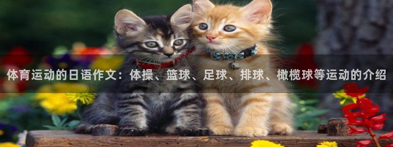 德国伟德国际集团